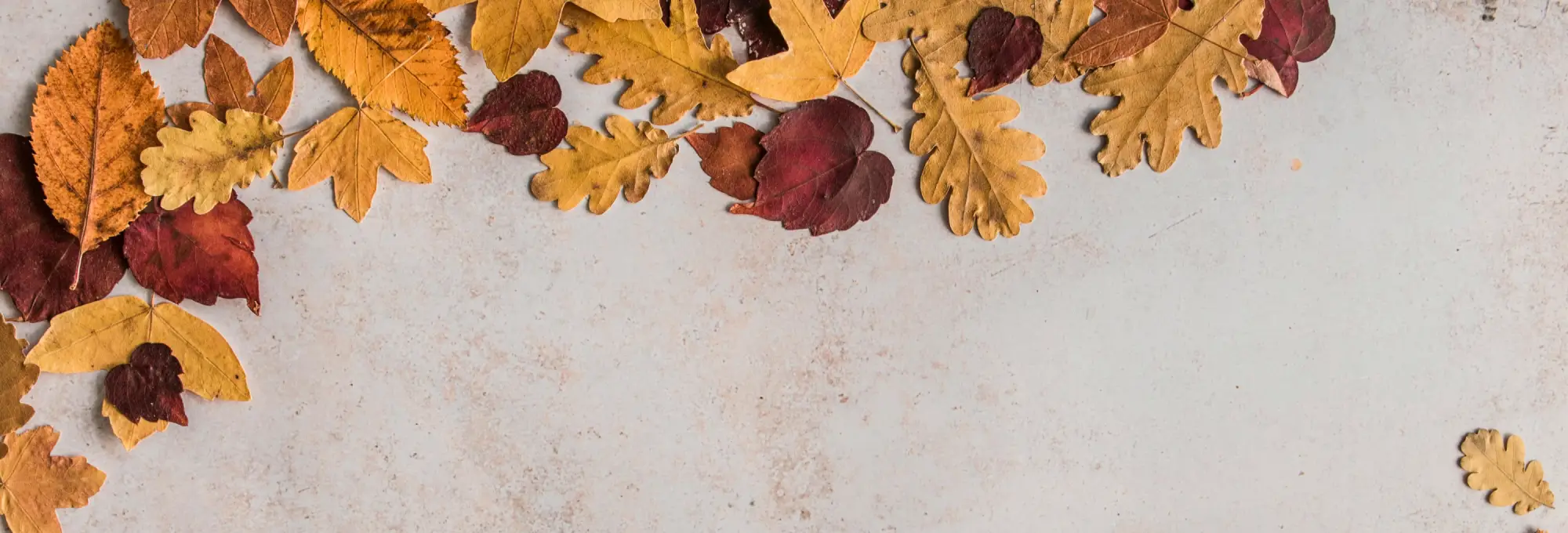 Autumn-Banner-2000x400